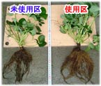 �D�~�l�����|�Y�ɂ�邢�����ւ̌���