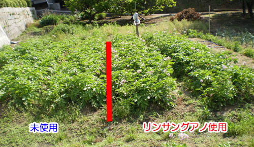 リンサングアノ施用事例 2011年5月撮影