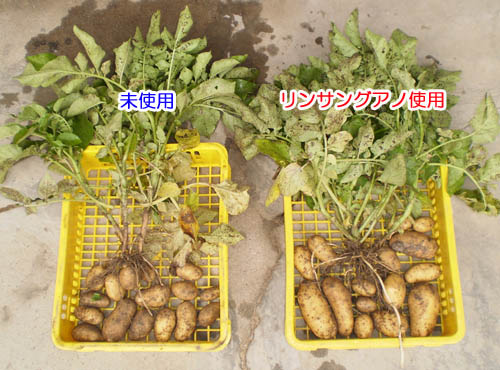 リンサングアノ施用事例 2011年6月撮影